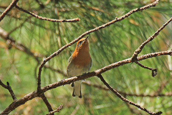 Olive Sparrow IMG_4648